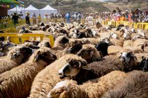 La Fiesta de la Lana de Caideros de Gáldar declarada Fiesta de Interés Turístico de Canarias