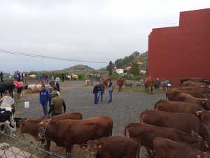 La Feria de Ganado de Montaña Alta se celebrará este sábado 28 de marzo