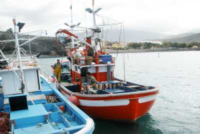 Canarias reitera al Estado que permita el traspaso entre campañas de la cuota sobrante de atún rojo
