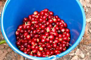 Grano a grano: así se recoge el café “sin prisas” de Agaete que da la vuelta al mundo