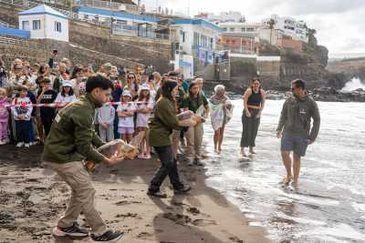 Tres tortugas Caretta caretta liberadas en la playa de Sardina