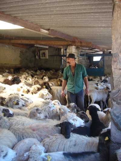 La Fiesta del Queso de Montaña Alta ofrece este domingo miles de degustaciones de sancocho canario, tortillas con miel, potaje de jaramagos y Queso de Guía
