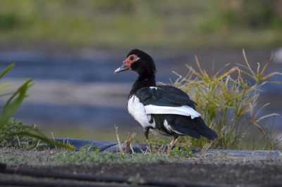 Parques y Jardines pide colaboración ciudadana para identificar a los agresores de los patos de las Mil Palmeras