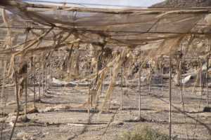 Abierta la convocatoria para presentar terrenos agrícolas para la recuperación paisajística