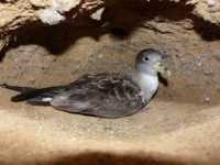 La campaña de protección de los pollos de pardela logra una movilización sin precedentes en Gran Canaria