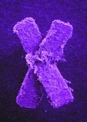 Santa Brígida acoge la muestra del artista Oliver Behrmann, ‘The North Atlantic Garbage Patch’