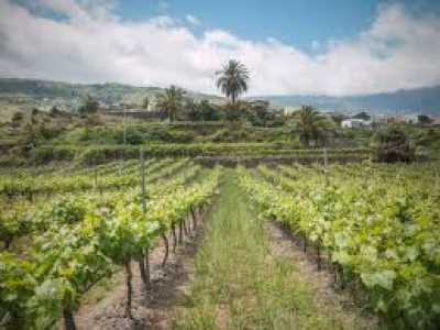 Canary Wine apuesta por la innovación digital en el sector vitivinícola con el proyecto Agrixeles
