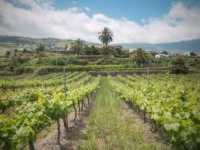 Canary Wine apuesta por la innovación digital en el sector vitivinícola con el proyecto Agrixeles