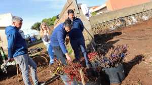 El Gobierno de Canarias inicia ensayos con patrones de vid resistentes a la filoxera