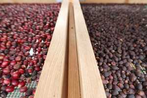 El café de Agaete, agricultura sostenible de la planta a la taza