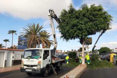 Jornada formativa en Maspalomas para combatir la diocalandra en las palmera
