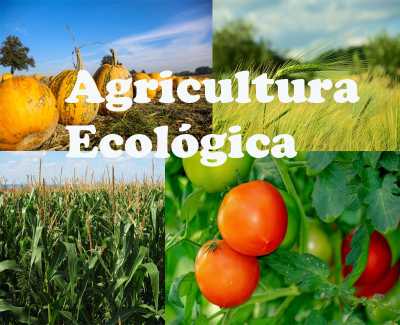 El Gobierno de Canarias concede 436.000 € en subvenciones del PEPAC a la agricultura ecológica