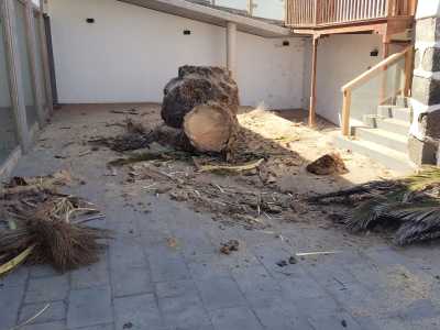 El Ayuntamiento de Telde actúa de urgencia ante el peligro de dos palmeras en espacios públicos