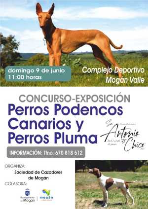 Concurso de podencos y test de conducta canina el 9 de junio en el casco de Mogán