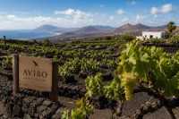 AVIBO valora el acuerdo UE–Mercosur como una oportunidad estratégica para la internacionalización del vino canario