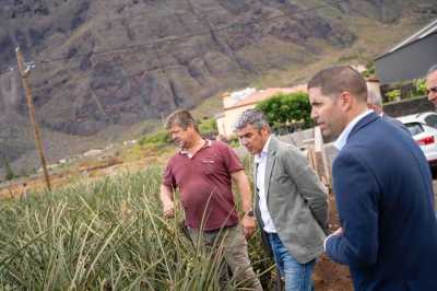 El Gobierno de Canarias inicia la fase clave de las investigaciones para la recuperación del cultivo de la piña en El Hierro
