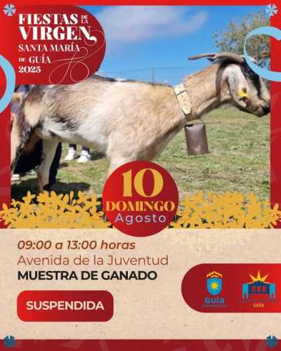 El Ayuntamiento de Guía suspende la muestra de ganado prevista para mañana domingo dentro de las Fiestas de La Virgen 2025
