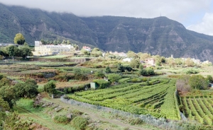 Canary Wine cierra un año exitoso con más de un millón de botellas de vino comercializadas