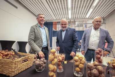 El Gobierno de Canarias refuerza el apoyo a la producción local de variedades de papas antiguas