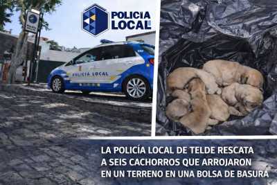 La Policía Local de Telde identifica a una pareja que abandonó a seis cachorros tras lanzarlos desde un coche