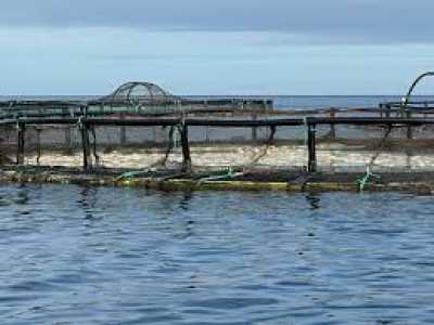 El Gobierno de Canarias constata el estado óptimo de las instalaciones acuícolas de Telde tras una nueva inspección