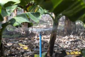 El Gobierno de Canarias y el Cabildo de Tenerife organizan una jornada de gestión de agua de riego en el contexto de la emergencia hídrica